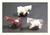 soaphorsemed_small