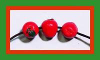 pcbapplefull_large